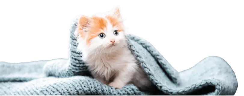 Kitten wrapped in a soft blue blanket