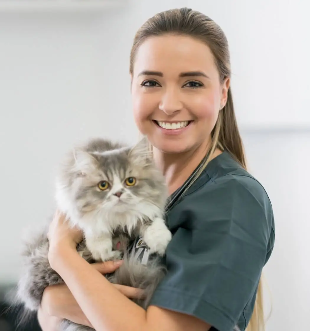 Bringing Home a New Kitten: A Simple Starter Guide
