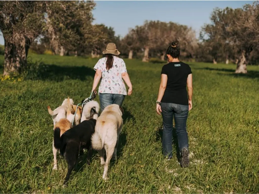 Two handlers walking a group of dogs in a grassy field