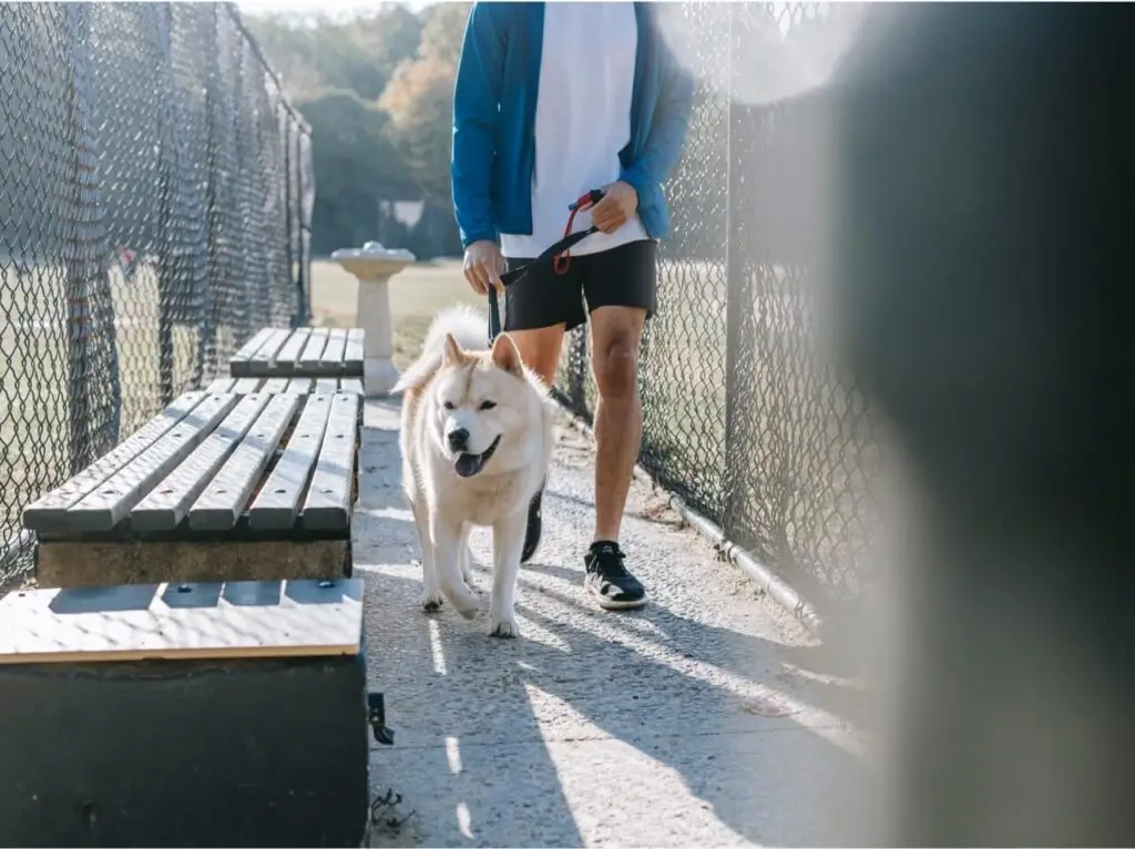 Handler walking a dog on a leash outdoors