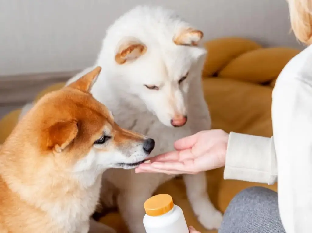 Two dogs being hand-fed a treat indoors