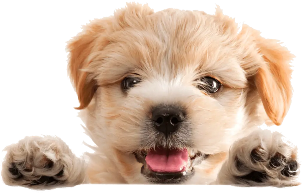 Fluffy tan puppy peeking with paws up