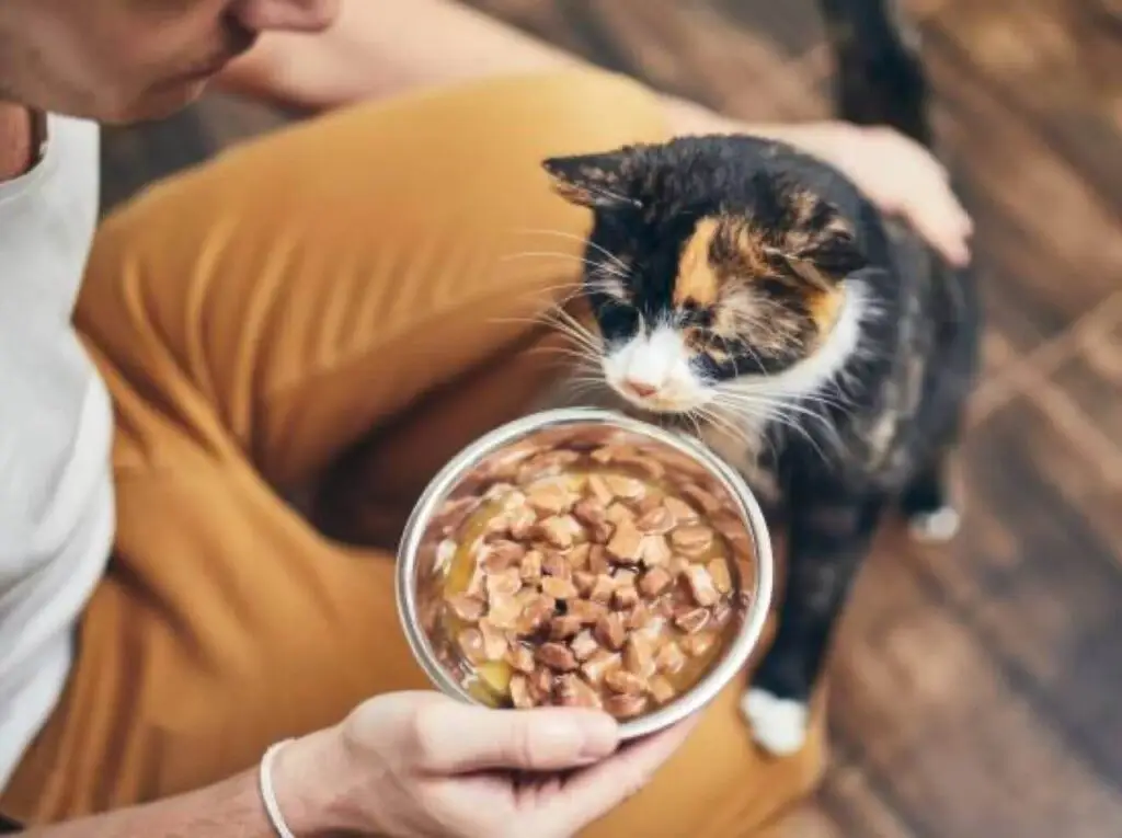 Calico cat eating from a food bowl