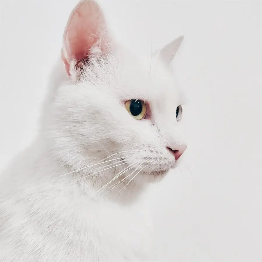 Bringing Home a New Cat: How to Help Them Settle In
