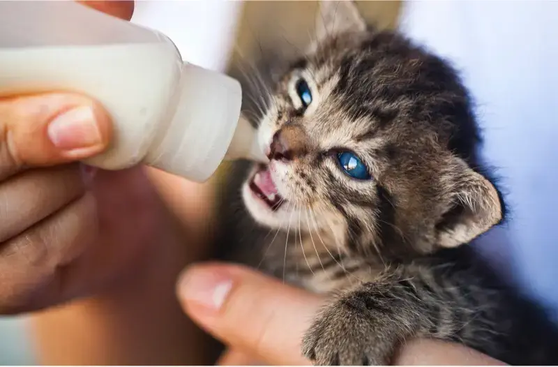 Bone Broth, Goat Milk, and Your Pet's Nutrition