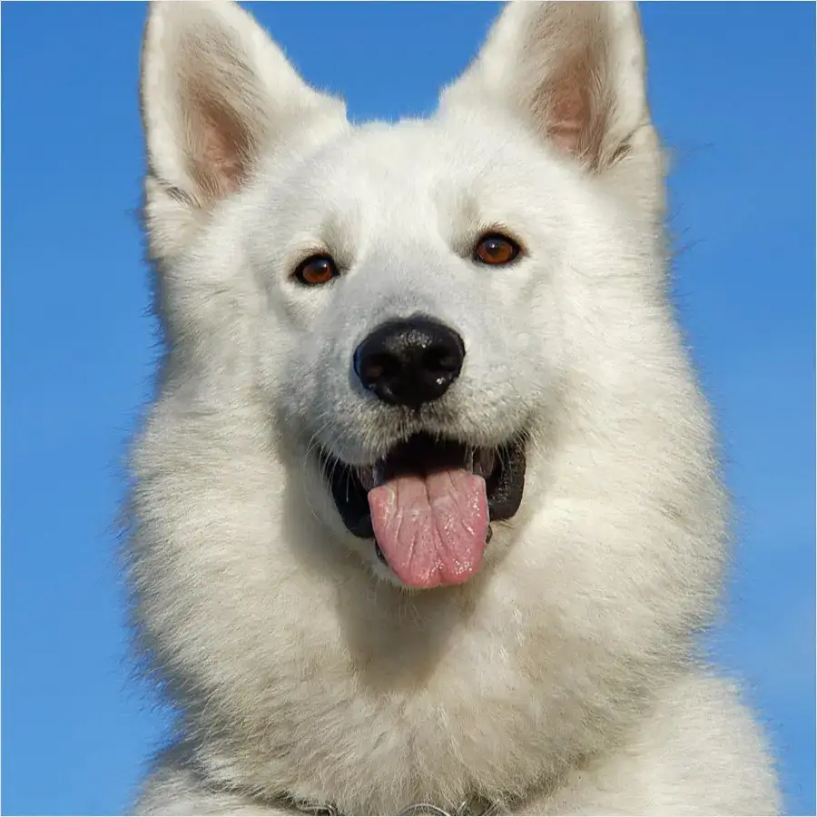 Bringing Home a New Dog: Your First-Week Guide