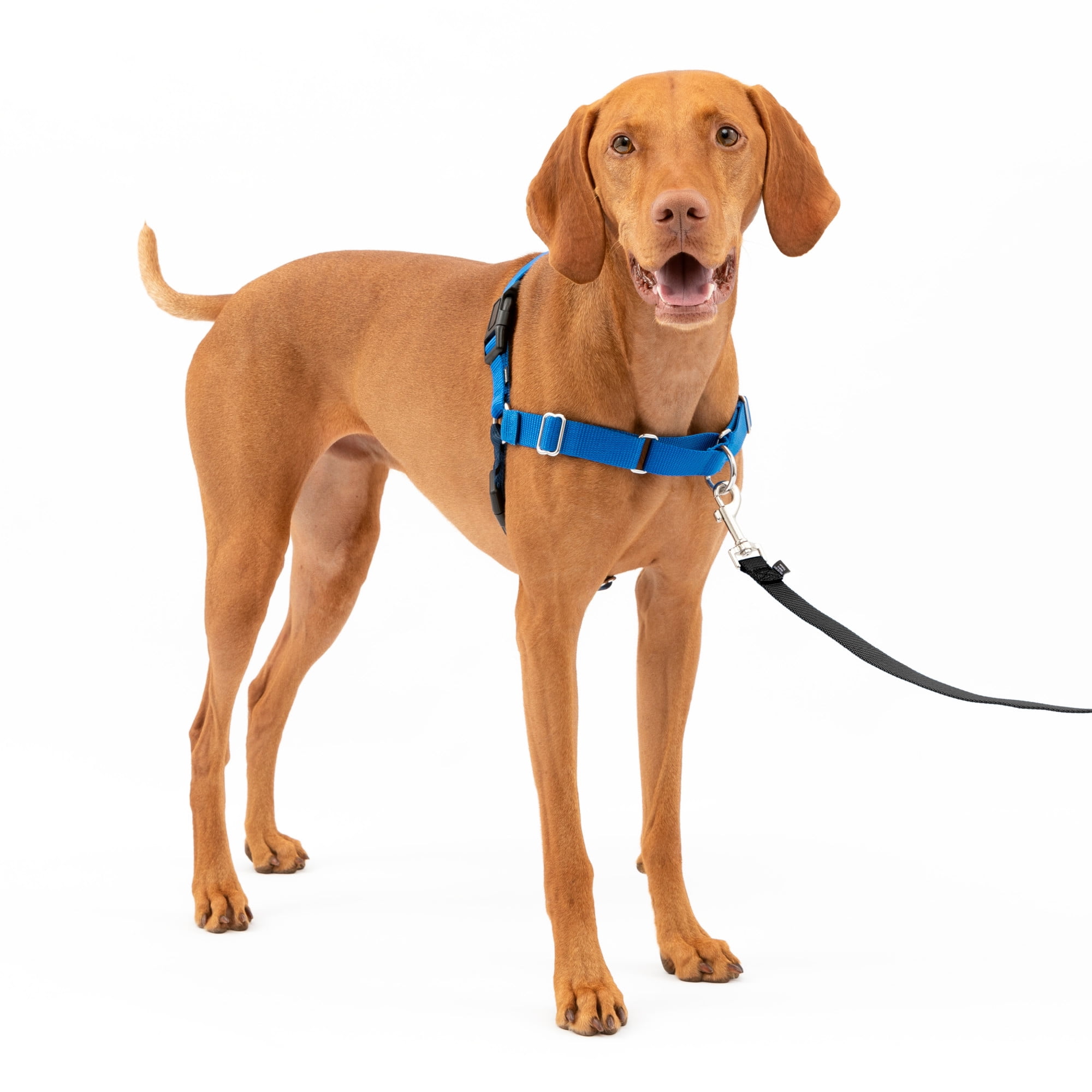 PetSafe Easy Walk Adjustable Dog Harness – M – Royal Blue