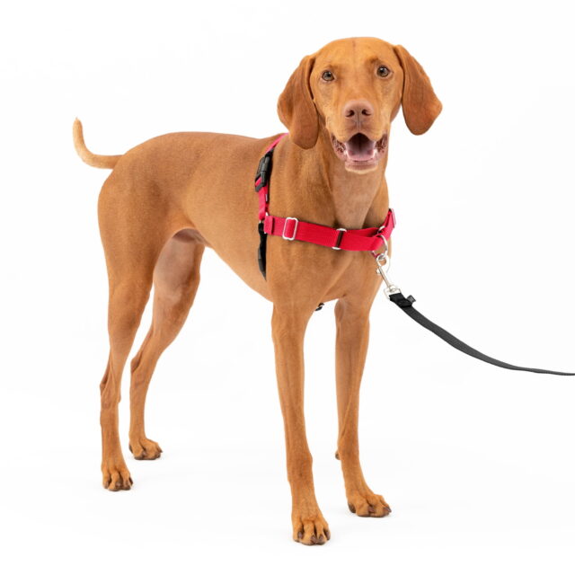 PetSafe Easy Walk Adjustable Dog Harness – M – Red