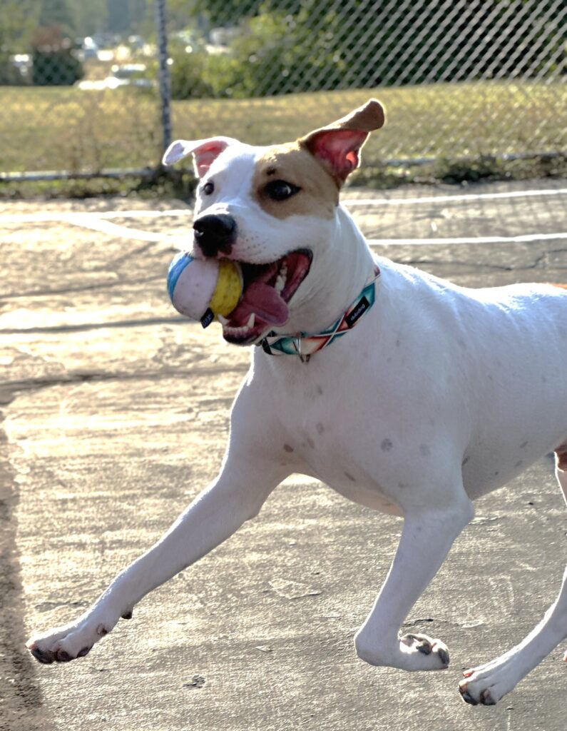 Happy dog running and playing outside at daycare