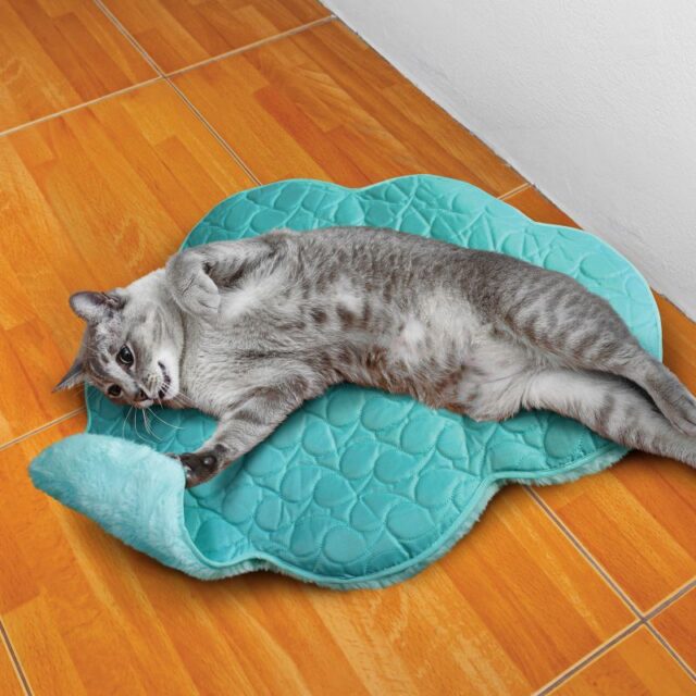Cat Play Spaces Cloud
