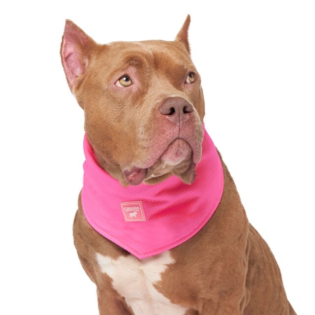 CP Cool Bandana Neon Pink SM