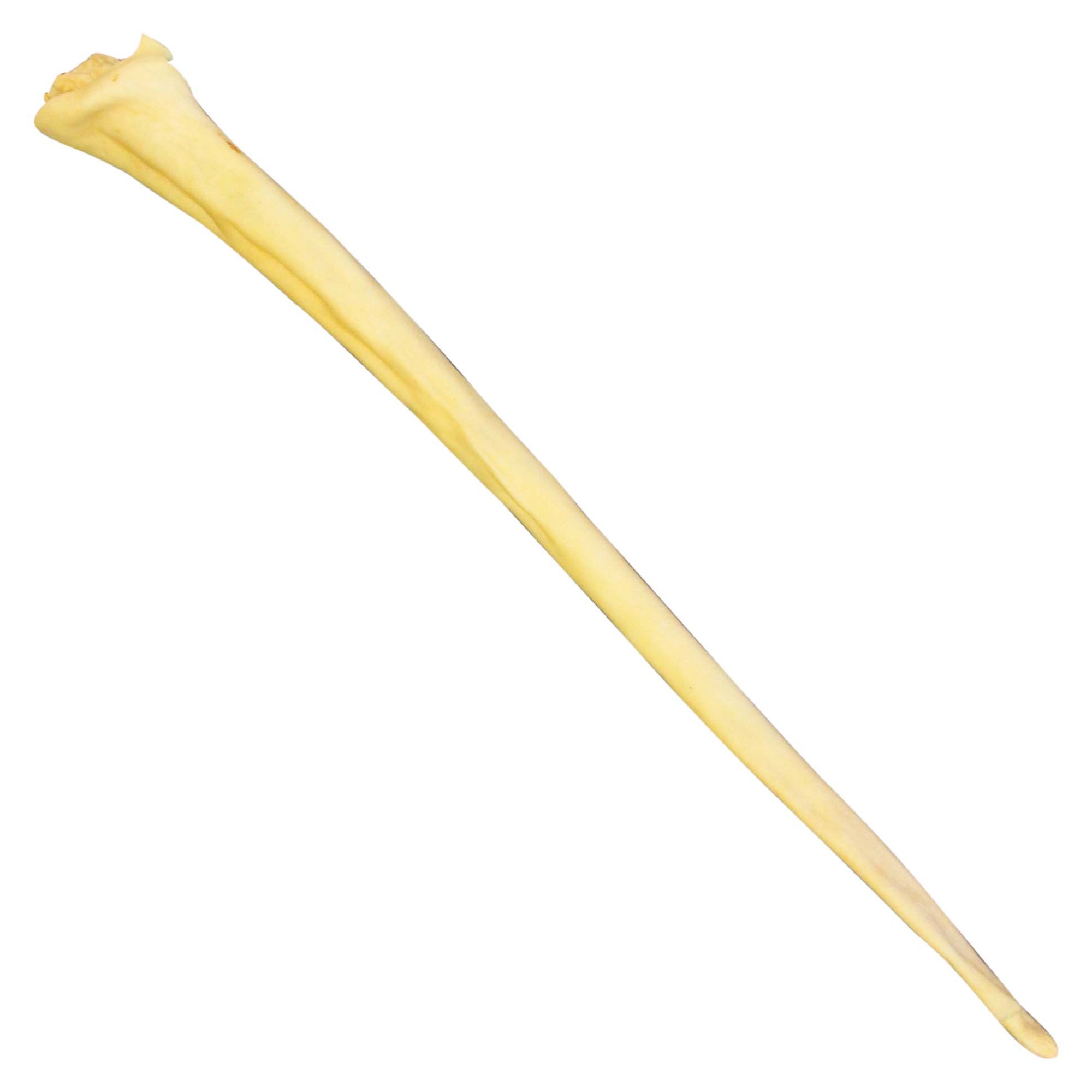 QT Dog Water Buffalo Tail