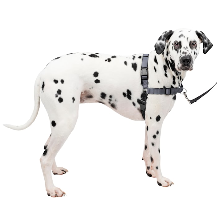 Easy Walk Harness DX Gray LG