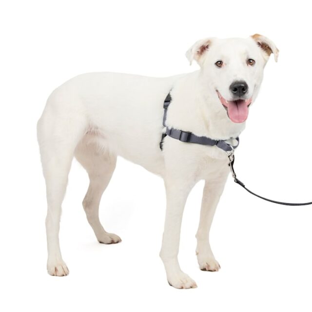 Easy Walk Harness DX Gray M/L
