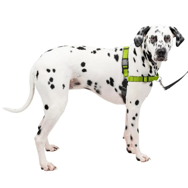 Easy Walk Harness DX Apple LG