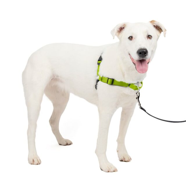 Easy Walk Harness DX Apple M/L
