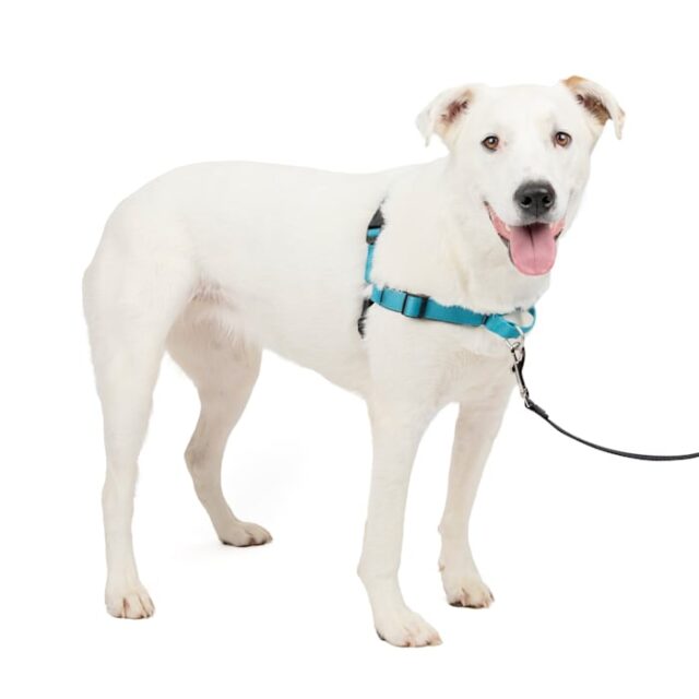 Easy Walk Harness DX Ocean M/L
