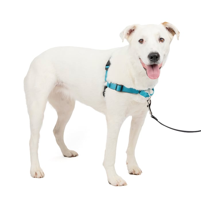 Easy Walk Harness DX Ocean M/L