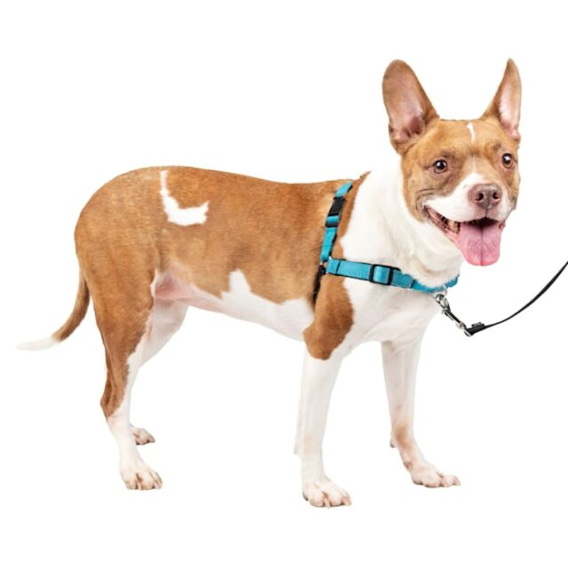 Easy Walk Harness DX Ocean MD
