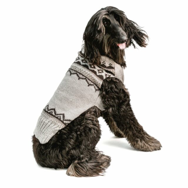Chilly Dog Smokey Wyatt